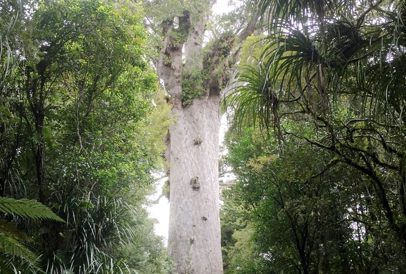 タネマフタ（カウリ）